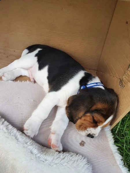 disponibilicuccioli di beagle | Foto 4