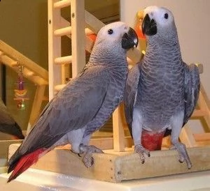 un paio di pappagalli grigi africani parlanti.