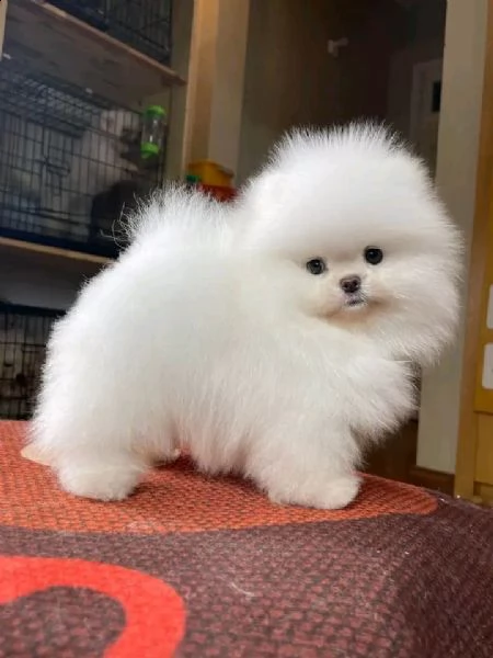 disponibili cuccioli di puro spitz pomerania | Foto 0