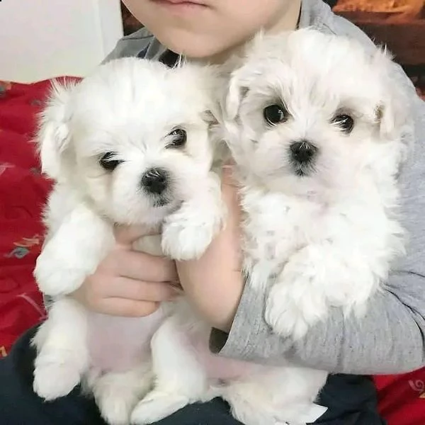 cuccioli maltesi