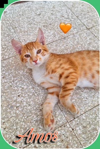 gattino rosso di 3 mesi | Foto 3