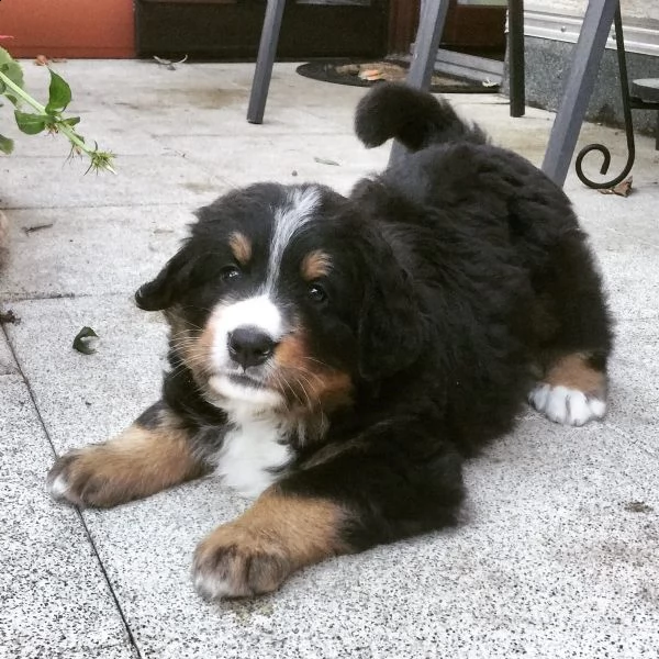 cuccioli bovaro del bernese | Foto 5