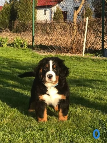cuccioli bovaro del bernese | Foto 2