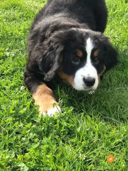 cuccioli bovaro del bernese | Foto 0
