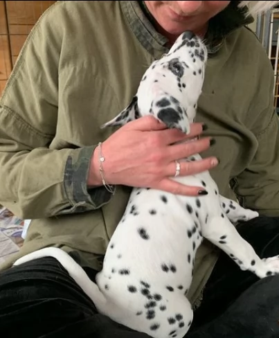 bellissimi e sani cuccioli di dalmata