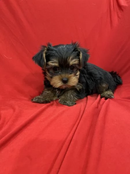 cuccioli di yorkshire terrier | Foto 0