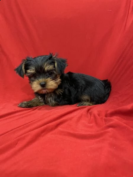 cuccioli di yorkshire terrier