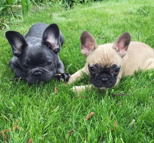 adorabili cuccioli di bulldog francese | Foto 3