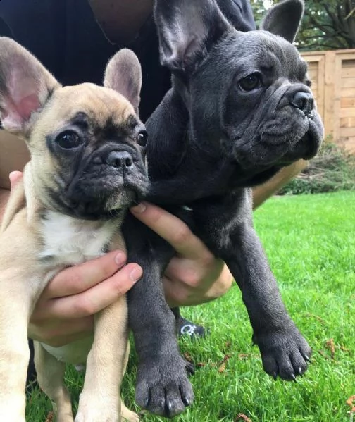 adorabili cuccioli di bulldog francese