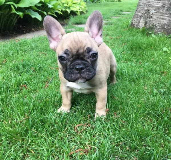 adorabili cuccioli di bulldog francese | Foto 0