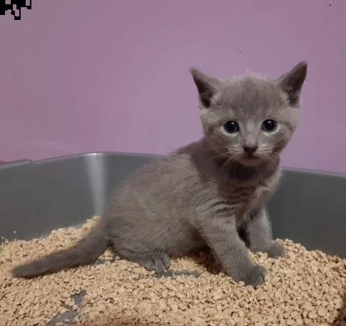 vendo cuccioli di puro blu di russia