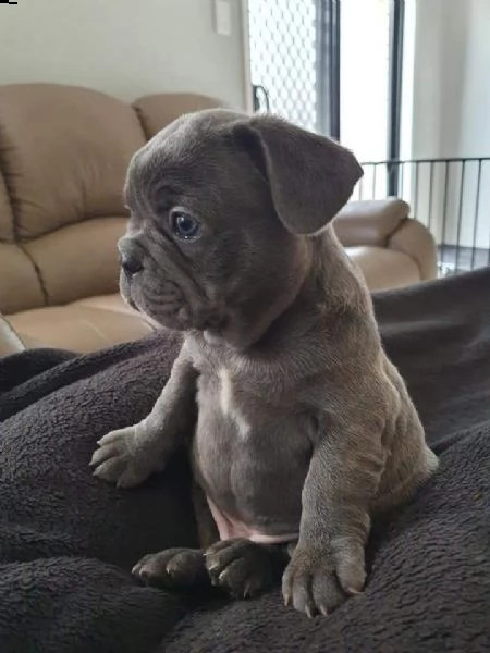 bulldog francese maschio e femmina di razza pura | Foto 0