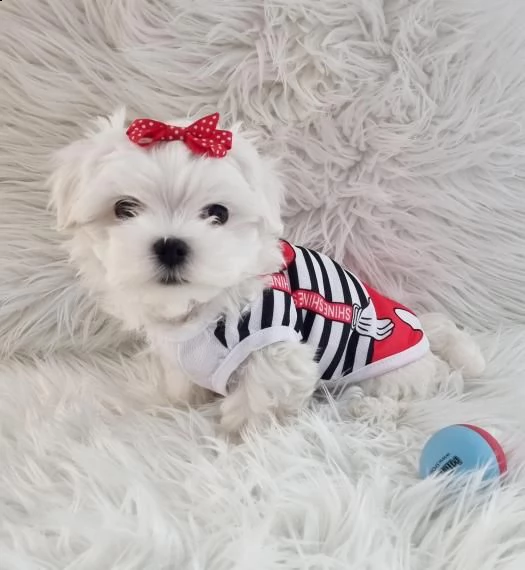 vendo cucciolo di maltese | Foto 1