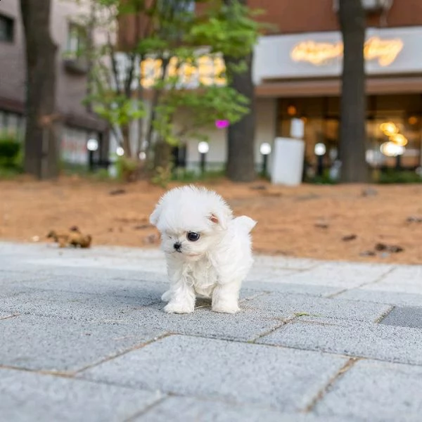 vendo cucciolo di maltese