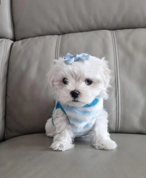 vendo cucciolo di maltese | Foto 0
