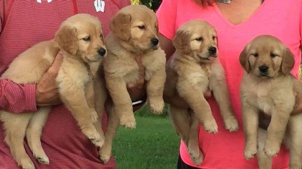 golden retrievers | Foto 0