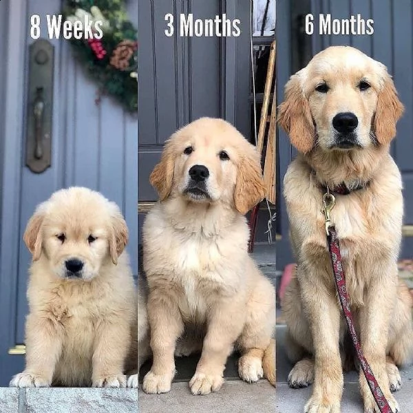 golden retrievers