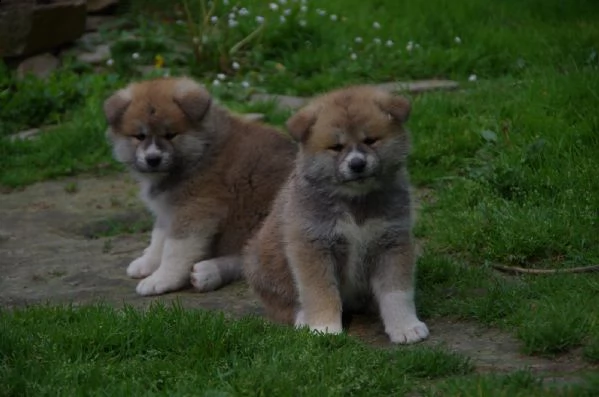 akita inu prestigiosa cucciolata