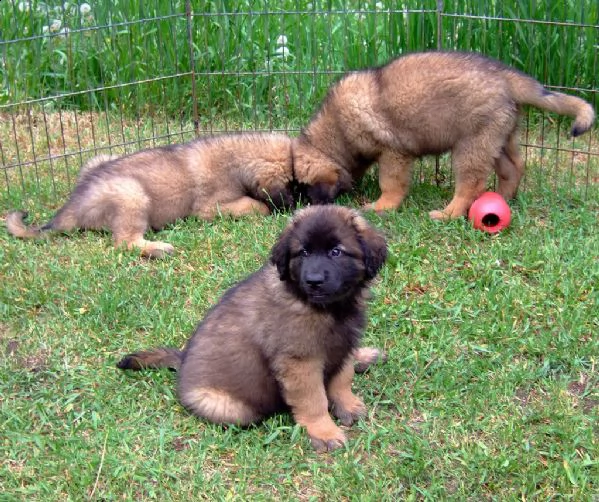 tre bellissimi cuccioli di leonberger