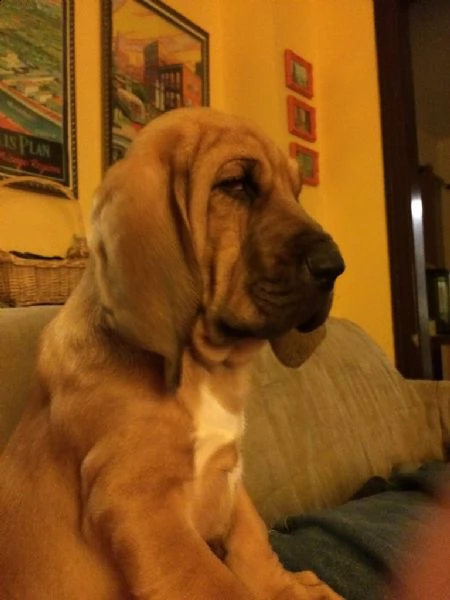 meravigliosa cucciolata di bloodhound | Foto 0