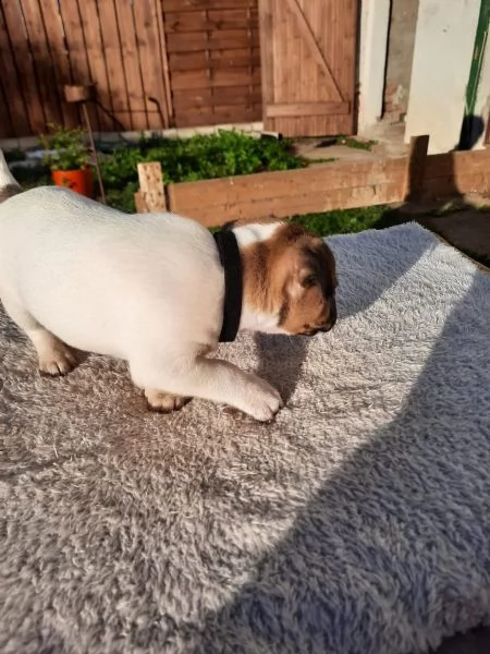 cuccioli di jack russell pelo ruvido e broken | Foto 6
