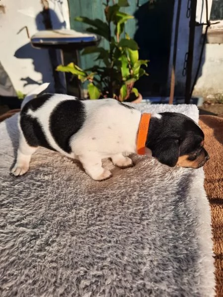 cuccioli di jack russell pelo ruvido e broken | Foto 5