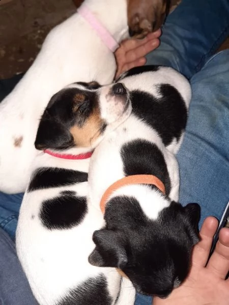 cuccioli di jack russell pelo ruvido e broken | Foto 4