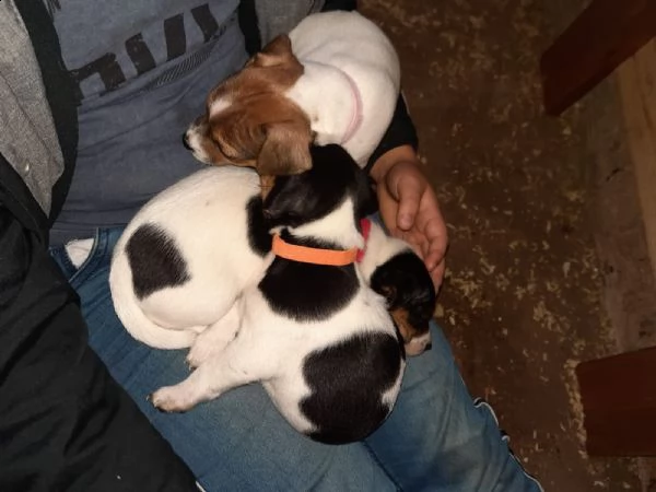 cuccioli di jack russell pelo ruvido e broken | Foto 3