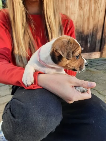 cuccioli di jack russell pelo ruvido e broken