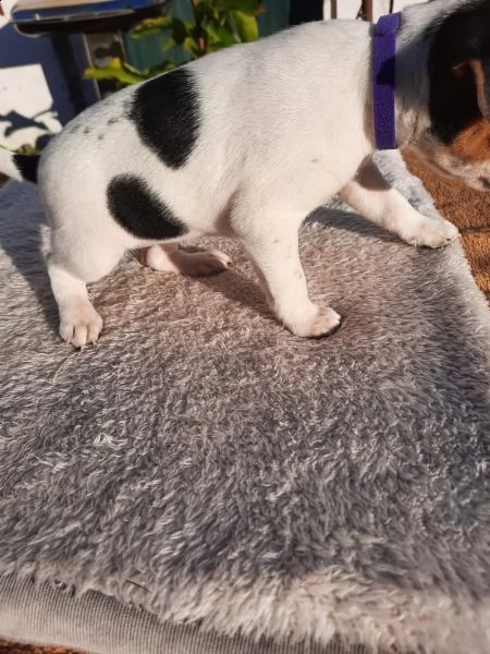 cuccioli di jack russell pelo ruvido e broken | Foto 1