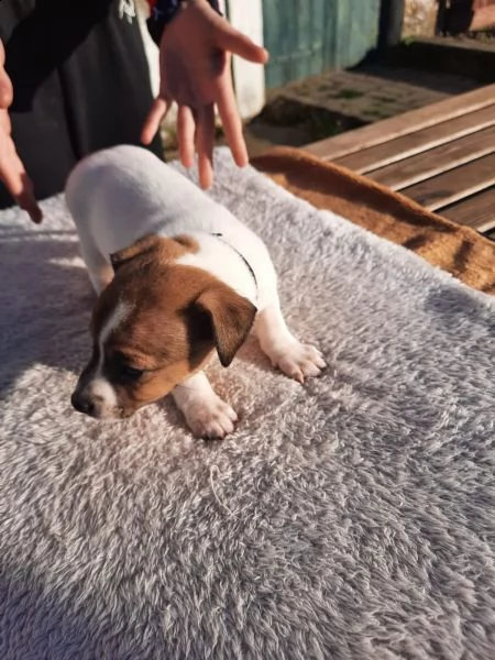 cuccioli di jack russell pelo ruvido e broken | Foto 0