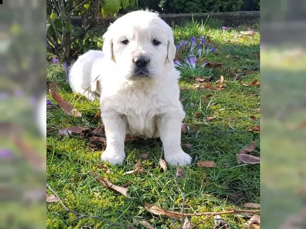cuccioli di golden retriever | Foto 5