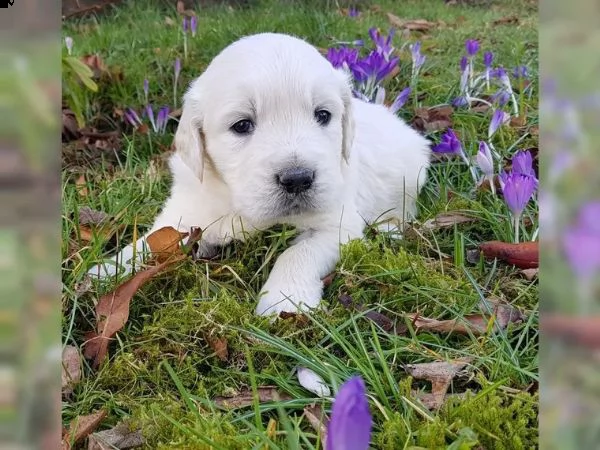 cuccioli di golden retriever | Foto 4