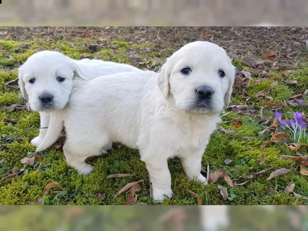 cuccioli di golden retriever | Foto 3