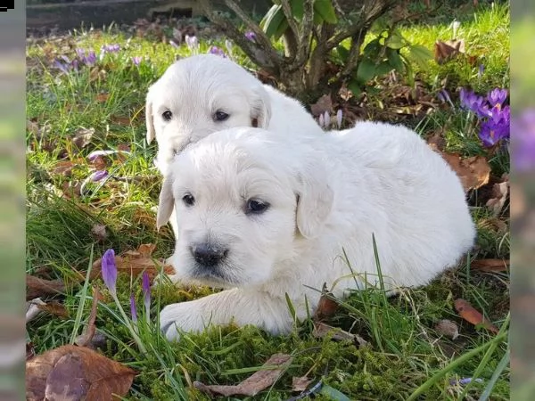 cuccioli di golden retriever
