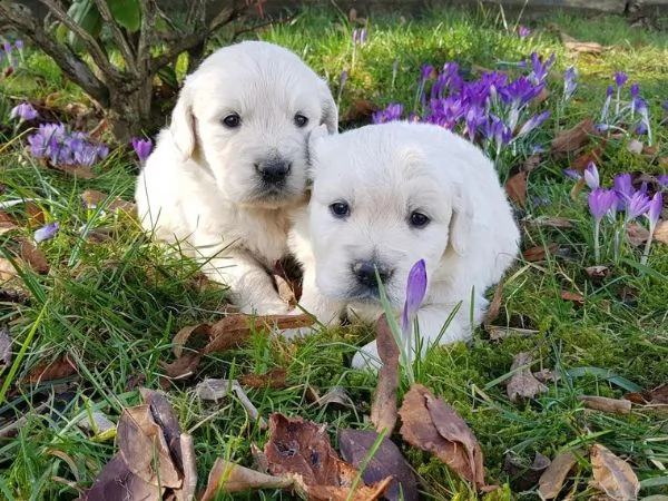 cuccioli di golden retriever | Foto 2