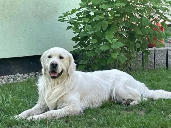cuccioli di golden retriever | Foto 1