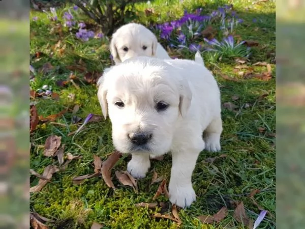 cuccioli di golden retriever | Foto 0