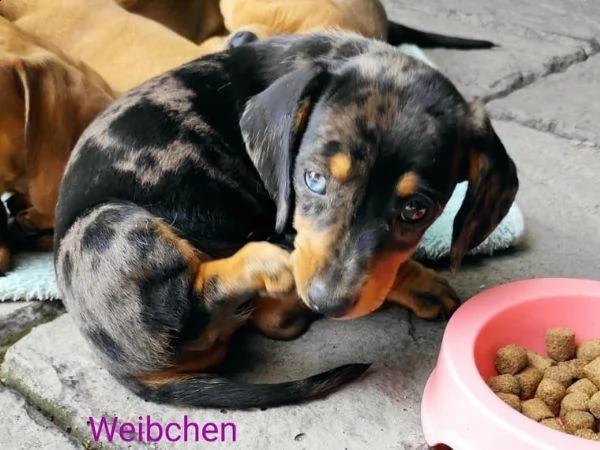 cuccioli di bassotto | Foto 1