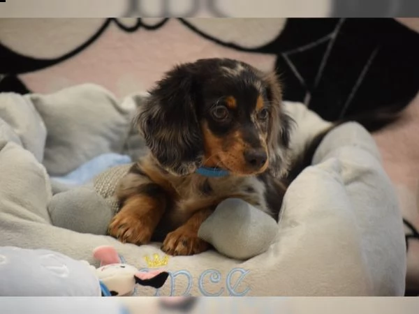 cuccioli di bassotto | Foto 0