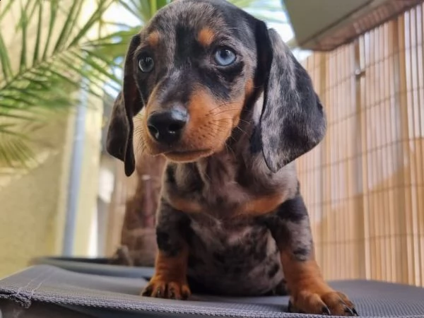 cuccioli di bassotto