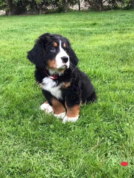 bovaro del bernese cucciola con pedigree | Foto 4