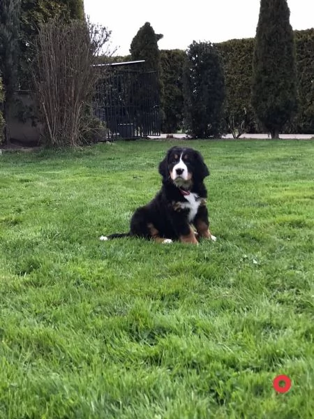 bovaro del bernese cucciola con pedigree | Foto 2