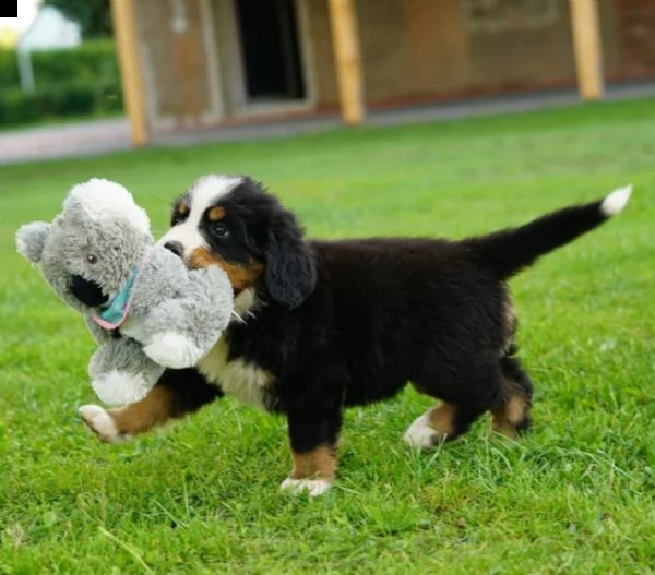 bovaro del bernese cucciola con pedigree | Foto 1