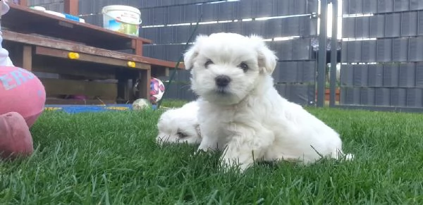 kuccioli di maltese giocattolo | Foto 3
