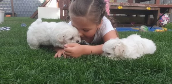 kuccioli di maltese giocattolo | Foto 1