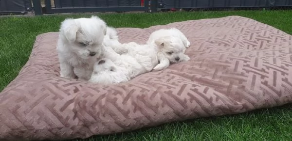 kuccioli di maltese giocattolo | Foto 0