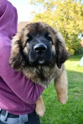 bellissimi cuccioli di leonberger | Foto 0