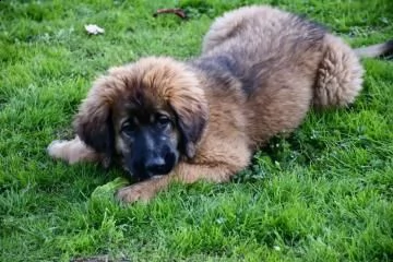 bellissimi cuccioli di leonberger