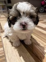 cuccioli di shih-tzu